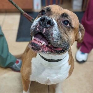 Dog Training - North Kenilworth Veterinary Care