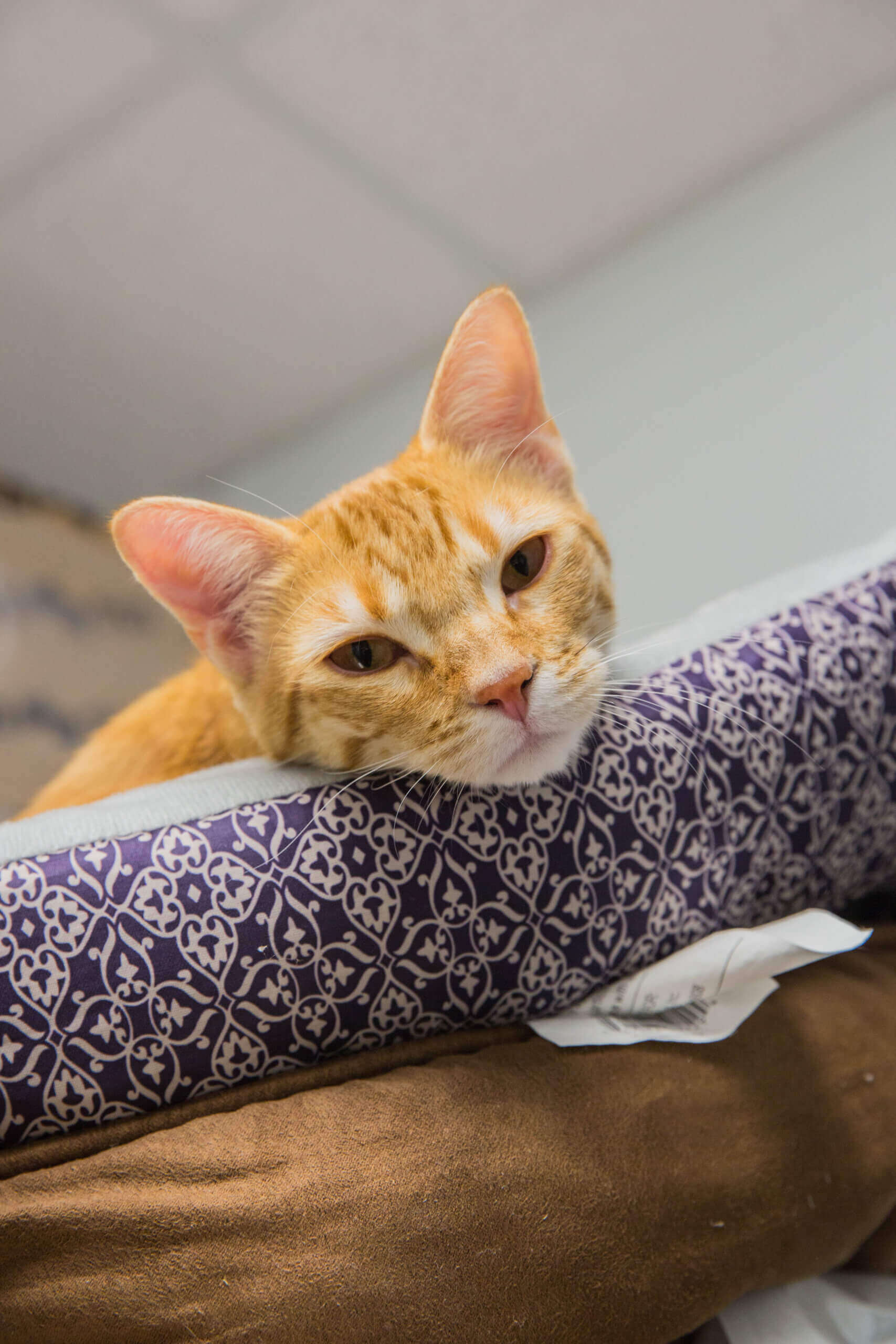 The Ultimate Guide to Flea and Tick Prevention - North Kenilworth ...